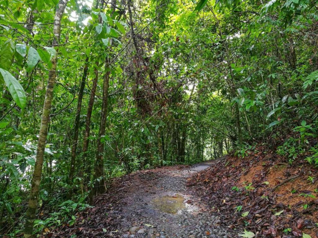 Vista Alta Ecolodge Bahia Drake Drake Bay Luaran gambar