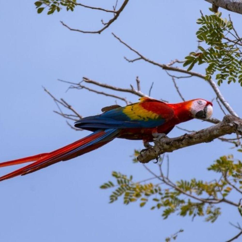 Vista Alta Ecolodge Bahia Drake Drake Bay Luaran gambar